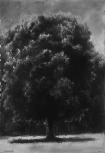"Grand arbre devant lisière" 27,5x40
2005- mine de plomb et encre
